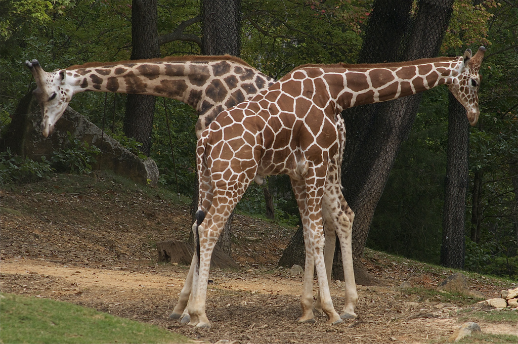 Celebrate summer with giraffes, recycled art and more weekend events.